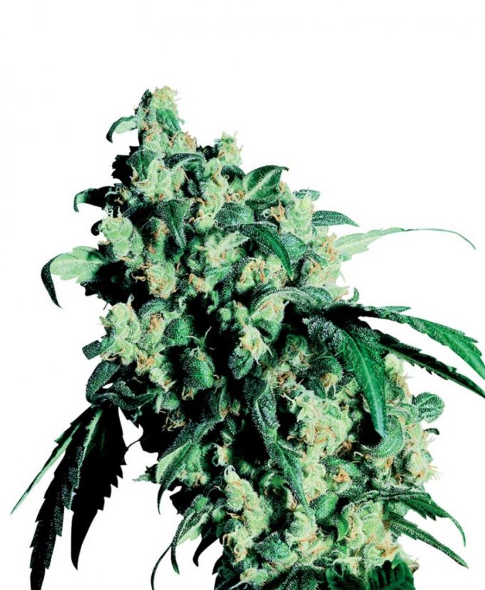 Super Skunk - Nasiona 10 szt. Standardowych Sensi Seeds