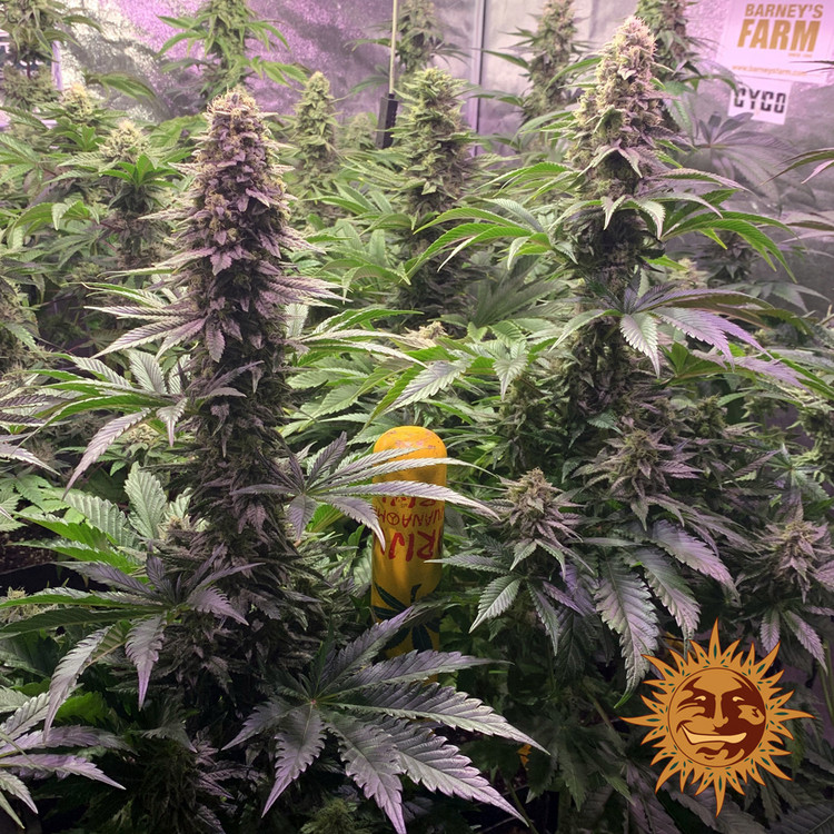 Tropicanna Banana - feminizovaná semená marihuany 10 ks Barney´s Farm