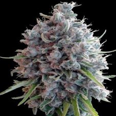 Ace Seeds Killer A5 Haze feminized seeds