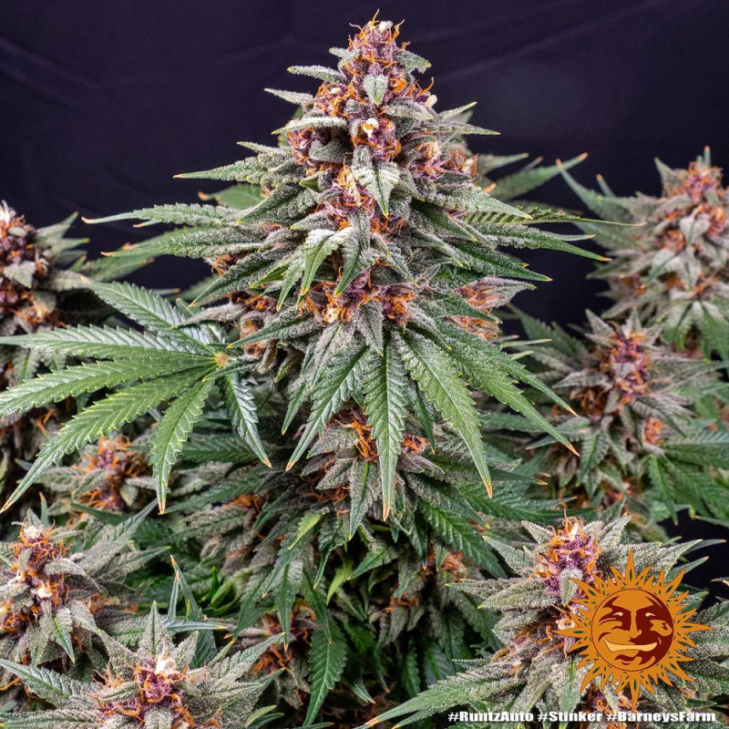 Runtz Auto - autoflowering semená marihuany 5 ks Barney´s Farm