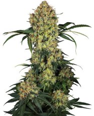 Aloha OG - feminisierte Hanfsamen 5 Stück, Sensi Seeds