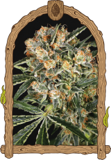 Hippie Therapy CBD - feminizovaná semena konopí, 10 ks, Exotic Seed