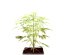 StarRyder autoflowering semínka 3ks Dutch Passion
