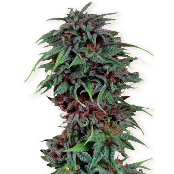 Durban Poison - feminisierte Samen 3 Stück Dutch Passion