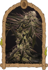 Purple Shot - gefeminiseerde zaden, 5 stuks, exotisch zaad