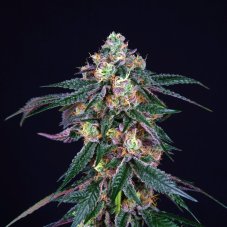 Perfect Tree Seeds Midnight Sunset nasiona feminizowane