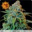 Liberty Haze - feminisierte Samen 10 Stück Barney's Farm