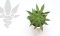 When and how to transplant hemp?