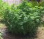 Monster - 9ks feminized semená Eva Seeds