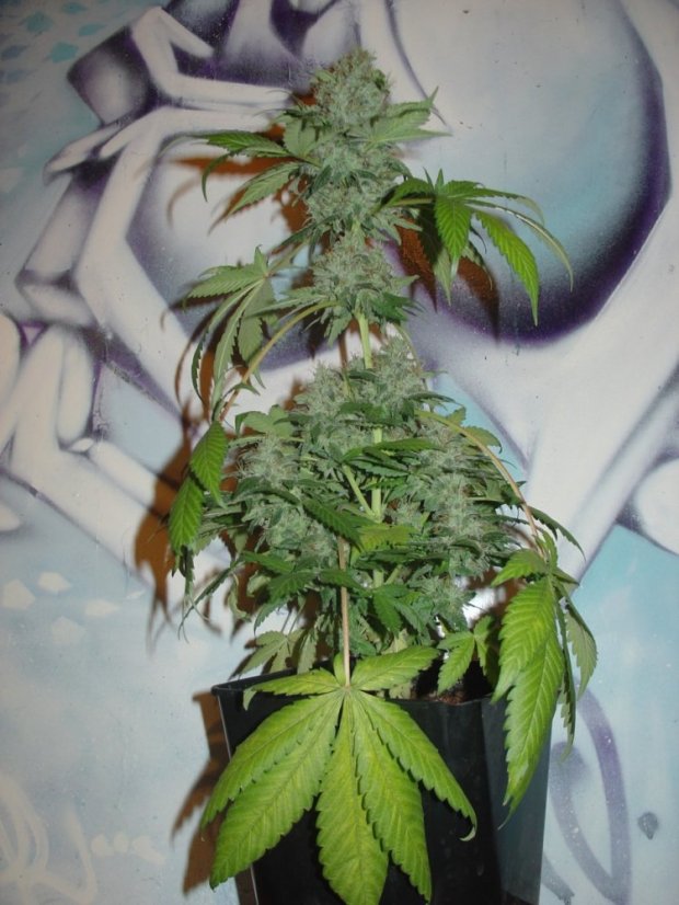 Northern Lights Automatic - feminizovaná a samonakvétací semínka 10ks Sensi Seeds