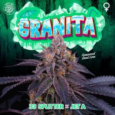 Perfect Tree Seeds Granita feminizowane nasiona
