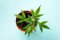 Cannabis and Flowerpots: Which Is the Best?