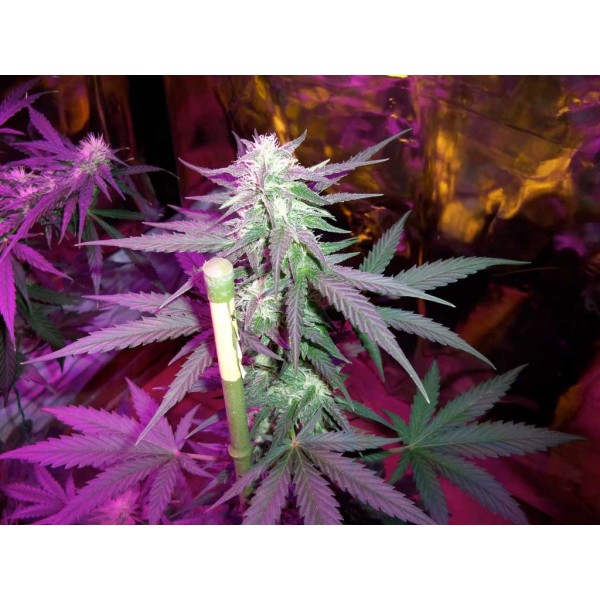 Cream Mandarine Fast Version - feminizovaná semena 5 ks Sweet Seeds