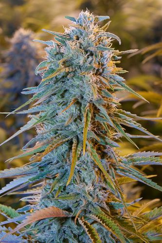 Blue Dream - feminizovaná semínka 3ks Humboldt