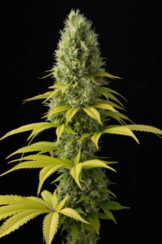 Shark Shock CBD - feminized seeds 3pcs Dinafem