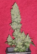 Mohan Ram Auto – 5 ks autoflowering semena Sweet Seeds