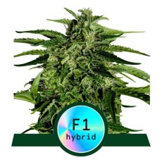 Apollo F1 - samonakvétacie semená 3ks, Royal Queen Seeds