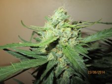 Ice Cool Auto - feminized And autoflowering seeds 3 pcs Sweet Seeds