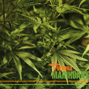 Die Evolution der Pflanze Cannabis