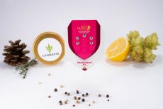 Feminized Mix - feminizovaná semínka 5 ks Royal Queen Seeds