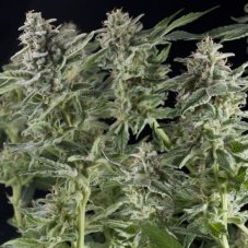 Northern Lights Auto - fem. a autoflowering semienka 6ks Natural Seeds