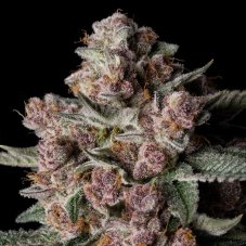 Silent Seeds Tropical Jam feminisierte Samen