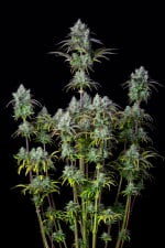 Original Big Bud Auto Feminizowane Nasiona - 3