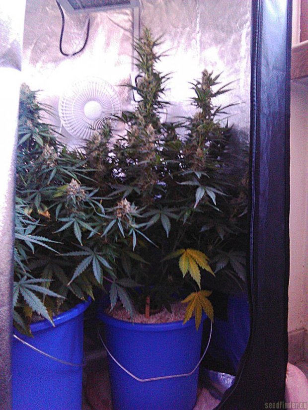 Vertigo - feminizované a autoflowering semienka 10ks Paradise Seeds