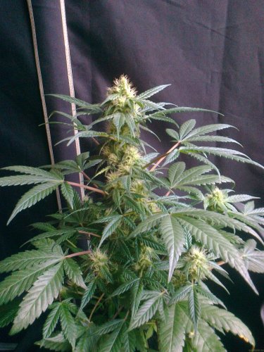 Royal Critical Automatic - feminized And autoflowering seeds 5 pcs Royal Queen Seeds
