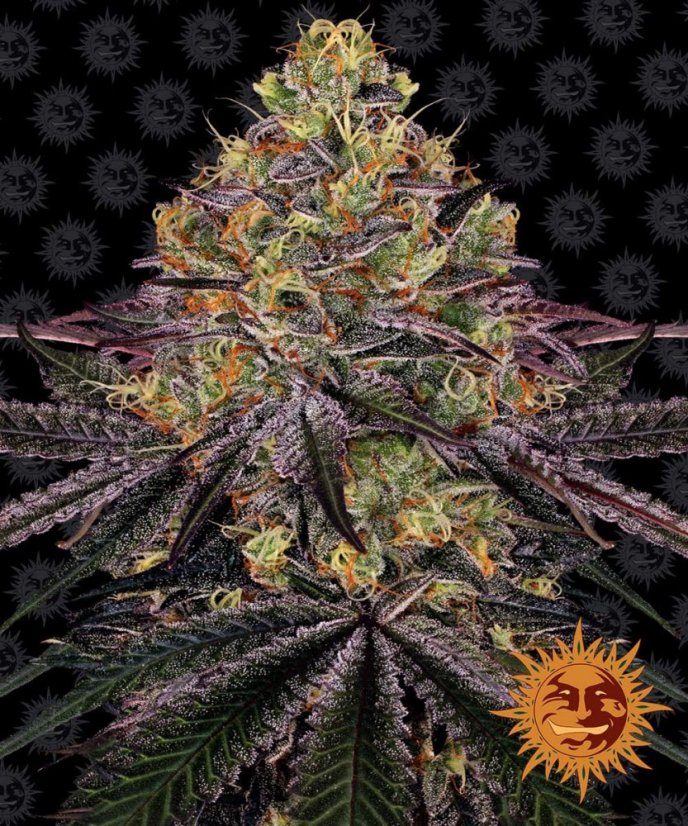 Watermelon Zkittlez - feminized seeds 10 pcs Barney's Farm