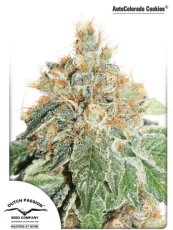 AutoColorado Cookies® - fem. And self-sacrificial seeds of 3 Dutch Passion