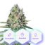 Auto Black Jack - 5 Graines Autofloraison Premium Cannapio