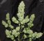 Green Poison Auto – 3 ks autoflower semena Sweet Seeds