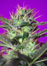 Botafumeiros - feminized seeds 10 pieces of Sweet Seeds