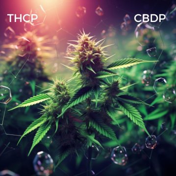 THCP UND CBDP: NEU ENTDECKTE CANNABINOIDE