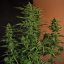 Devotchka - autoflowering seeds 3 ks, Doctor's Choice