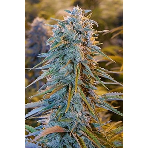 Blue Dream Auto - fem. a samonakvétací semienka 3ks Humboldt