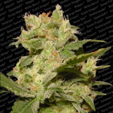 Auto Jack - feminized And autoflowering seeds 5 pcs Paradise Seeds