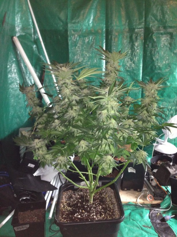 Cream Caramel – feminizované semienka 10ks Sweet Seeds