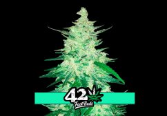 CBD Crack Auto - autoflowering marijuana seeds 10 pcs Fast Buds