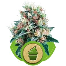 Royal Creamatic - samokvitnúce semienka 10ks Royal Queen Seeds