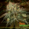 4 Most Popular KUSH Strains