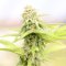 Classic Cannabis Strains with High CBD (and Low THC) 2019