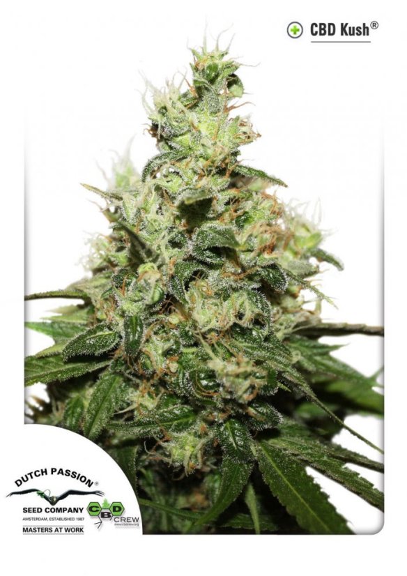 CBD Kush®- feminizované semínka 3 ks Dutch Passion