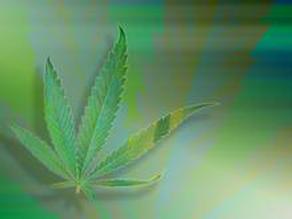Cannabis-Quiz