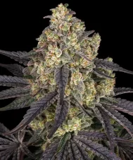 Mint Fusion - feminizovaná semínka 10 ks Cannapio