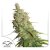 Desfrán - autoflower feminized seeds 3 pcs Dutch Passion