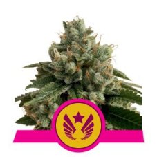 Legendary Punch - Nasiona feminizowane 3 szt. Royal Queen Seeds