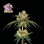 Bubba Cheesecake - feminized cannabis seeds 3 pcs, Seedsman