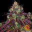 Mimosa EVO - feminizovaná semena marihuany 10 ks Barney´s Farm